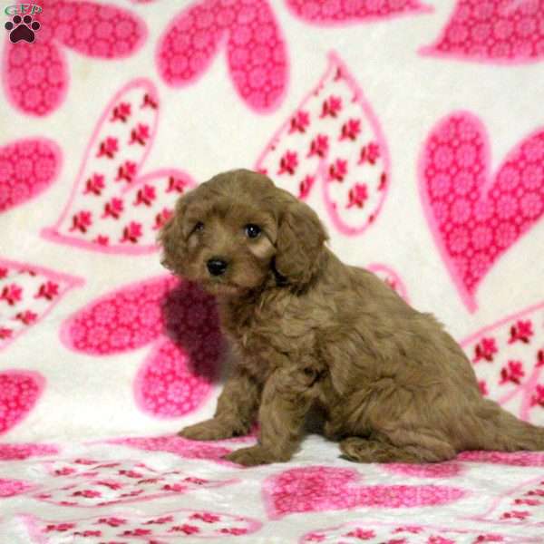 Megan, Cavapoo Puppy