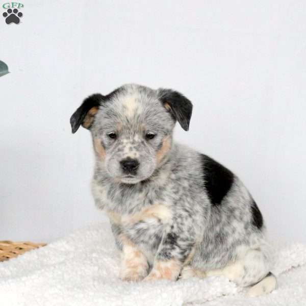 Melissa, Blue Heeler – Australian Cattle Dog Puppy