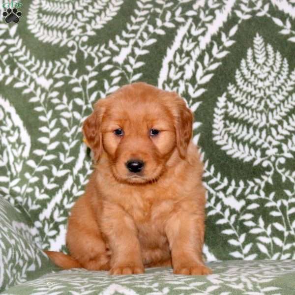 Melody, Golden Retriever Puppy