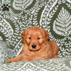 Melody, Golden Retriever Puppy