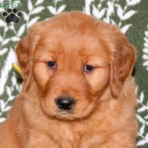 Melody, Golden Retriever Puppy