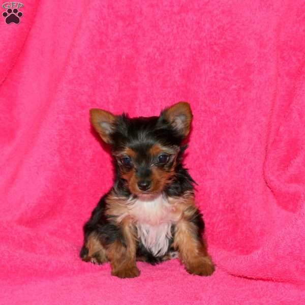 Mia, Yorkie Puppy
