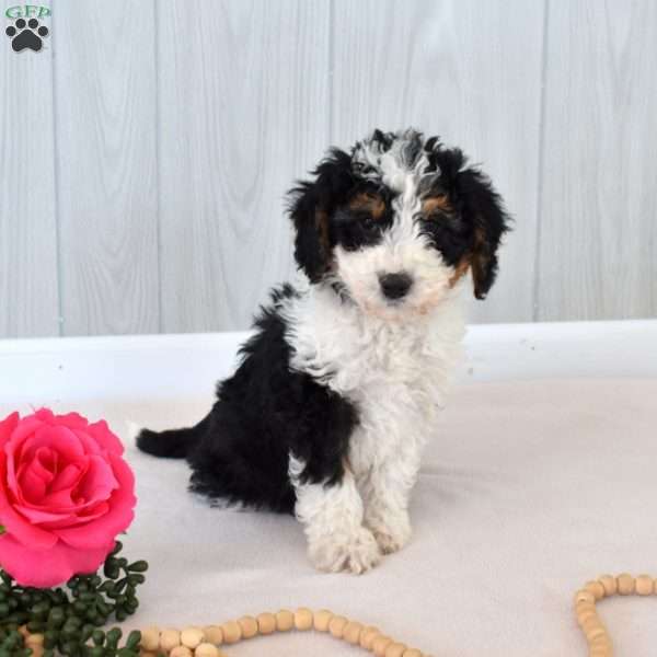 Mia, Mini Bernedoodle Puppy