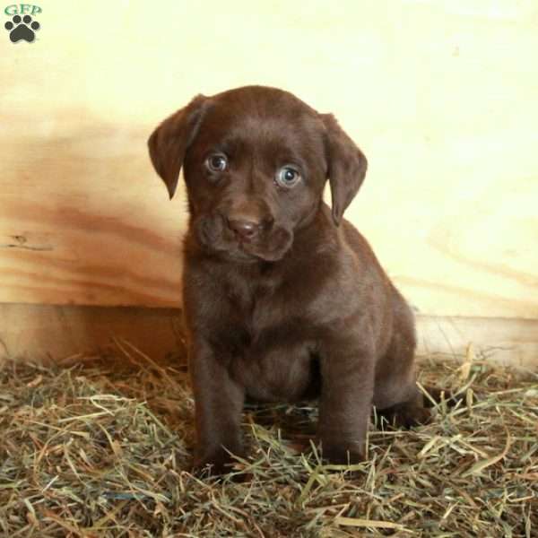Mia, Chocolate Labrador Retriever Puppy