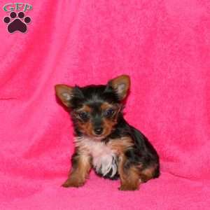 Mia, Yorkie Puppy