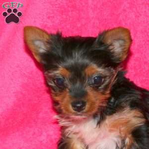 Mia, Yorkie Puppy
