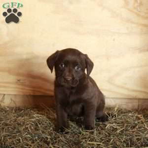 Mia, Chocolate Labrador Retriever Puppy