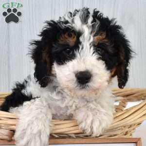 Mia, Mini Bernedoodle Puppy
