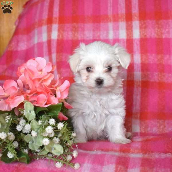Micah, Maltese Puppy