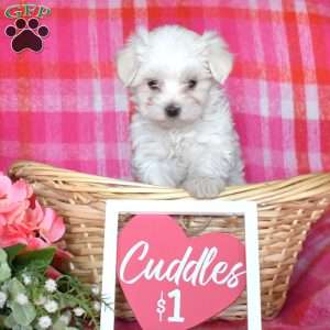 Micah, Maltese Puppy