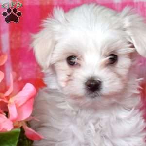 Micah, Maltese Puppy