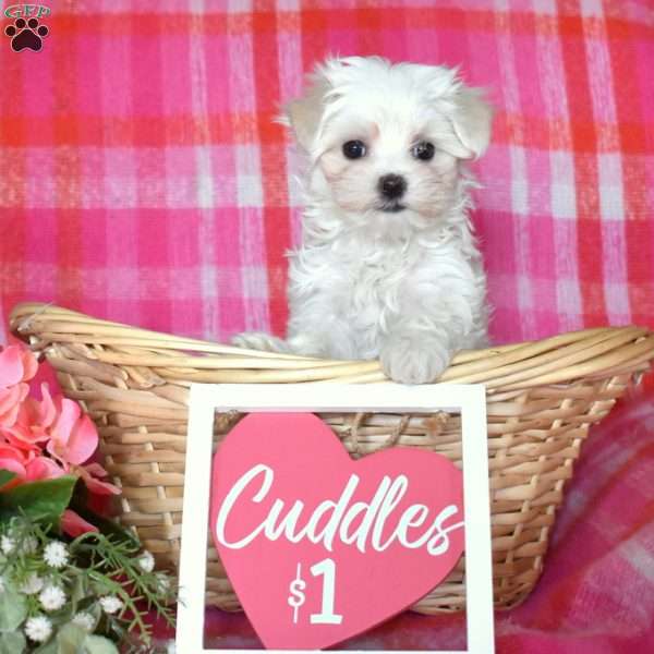 Michelle, Maltese Puppy