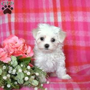 Michelle, Maltese Puppy
