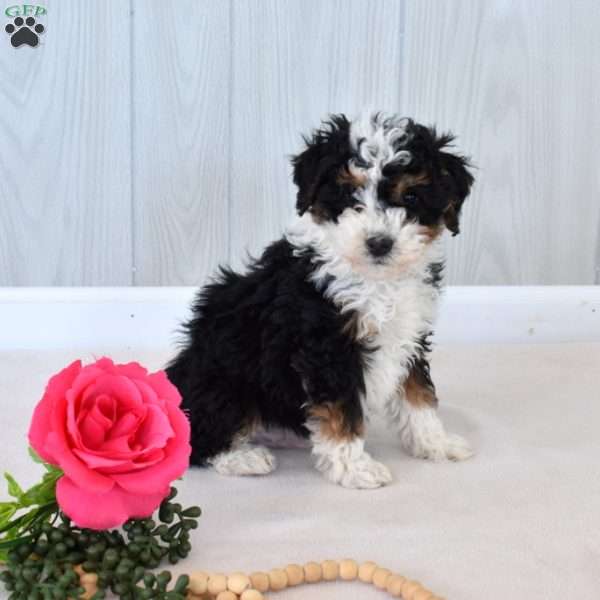 Mickey, Mini Bernedoodle Puppy