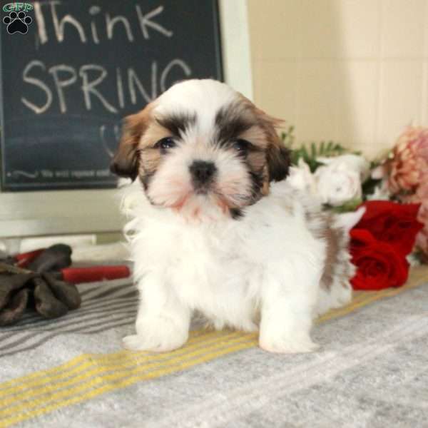 Mickey, Shih Tzu Puppy