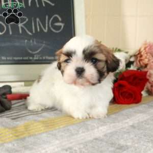 Mickey, Shih Tzu Puppy