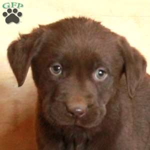 Mickey, Chocolate Labrador Retriever Puppy