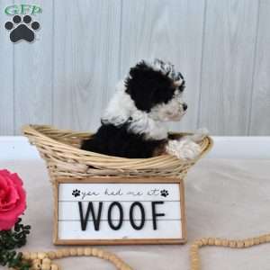 Mickey, Mini Bernedoodle Puppy