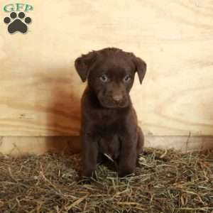 Mickey, Chocolate Labrador Retriever Puppy