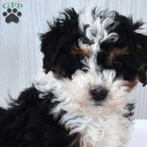 Mickey, Mini Bernedoodle Puppy