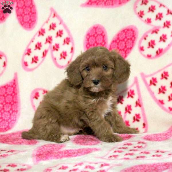 Mike, Cavapoo Puppy
