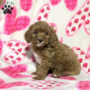 Mike, Cavapoo Puppy