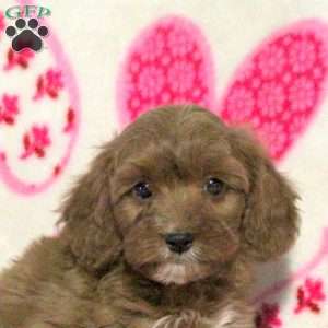 Mike, Cavapoo Puppy