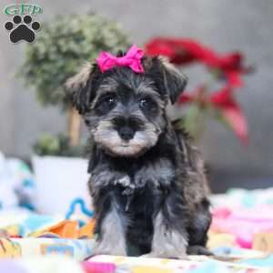 Mila, Miniature Schnauzer Puppy