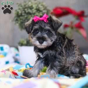 Mila, Miniature Schnauzer Puppy