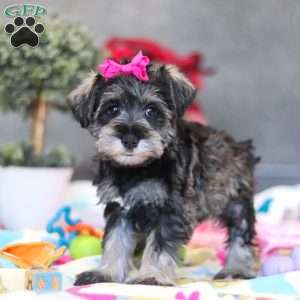 Mila, Miniature Schnauzer Puppy