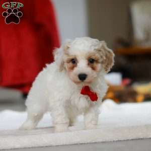 Miles, Bichon Frise Puppy