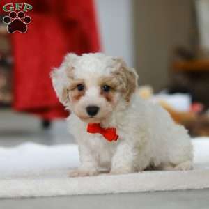 Miles, Bichon Frise Puppy