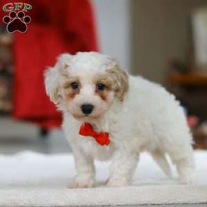 Miles, Bichon Frise Puppy