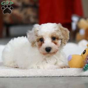 Miles, Bichon Frise Puppy