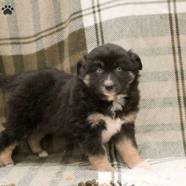 Miles, Miniature Australian Shepherd Puppy