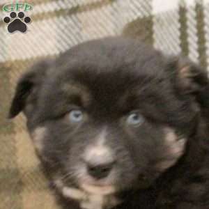 Miles, Miniature Australian Shepherd Puppy