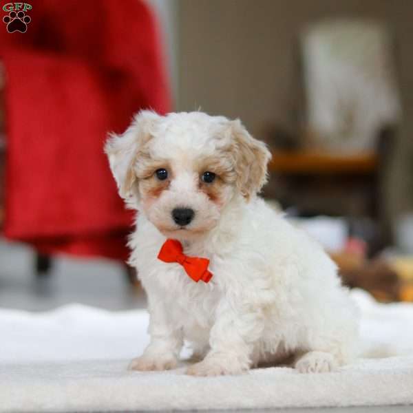 Miles, Bichon Frise Puppy