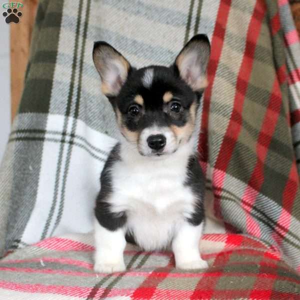 Miley, Pembroke Welsh Corgi Puppy