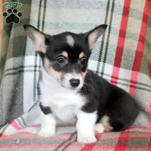 Miley, Pembroke Welsh Corgi Puppy