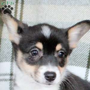 Miley, Pembroke Welsh Corgi Puppy