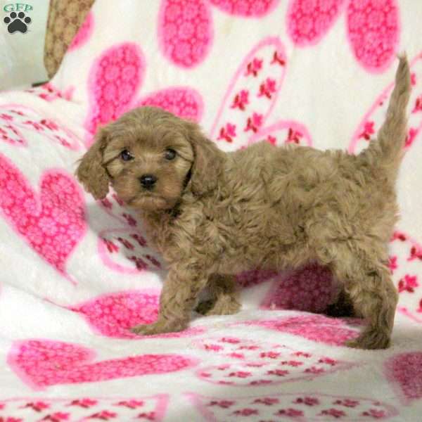 Millie, Cavapoo Puppy