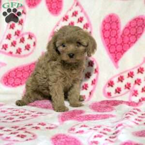 Millie, Cavapoo Puppy