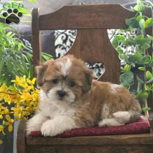 Millie, Teddy Bear Puppy