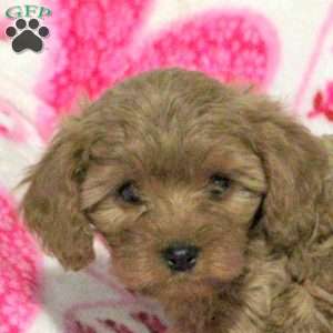 Millie, Cavapoo Puppy