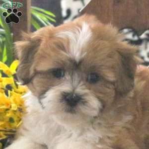 Millie, Teddy Bear Puppy