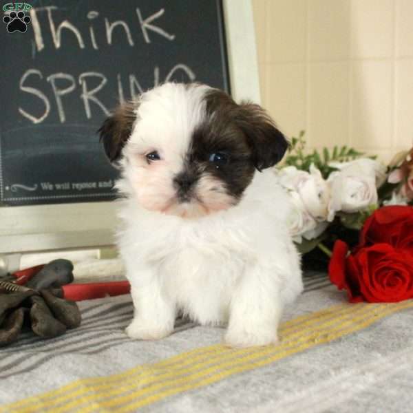 Milo, Shih Tzu Puppy
