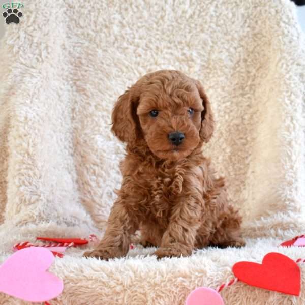 Milo, Cavapoo Puppy