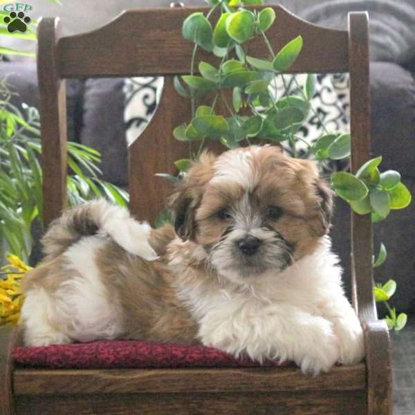 Milo, Teddy Bear Puppy