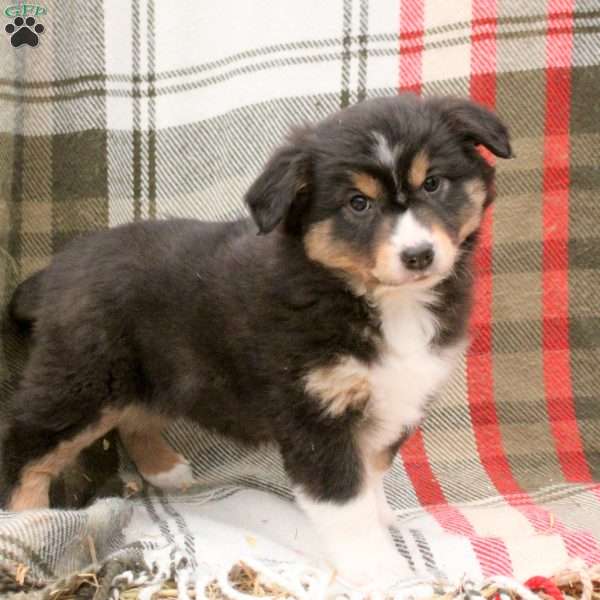 Milo, Miniature Australian Shepherd Puppy
