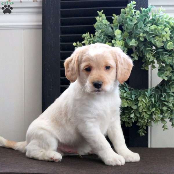 Milo, Mini Labradoodle Puppy